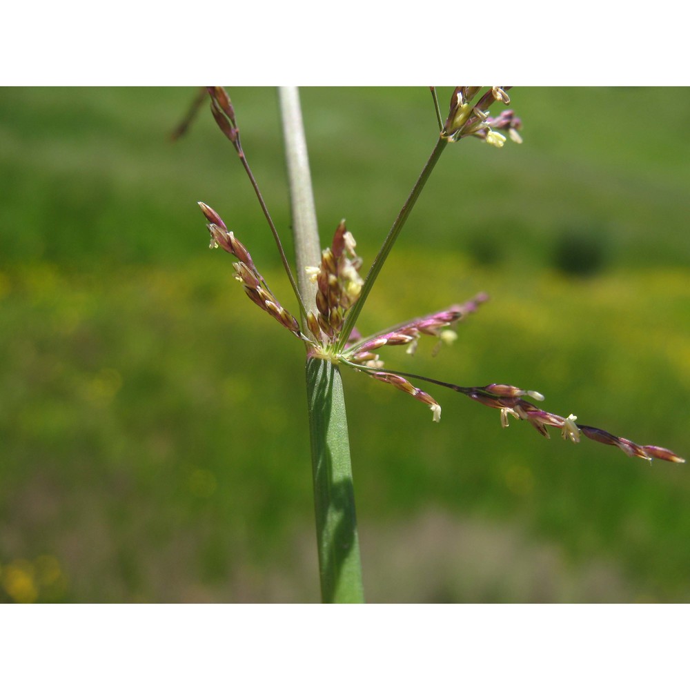 catabrosa aquatica (l.) p. beauv.