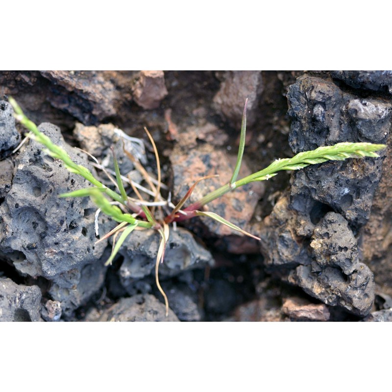 catapodium pauciflorum (merino) brullo, giusso, miniss. et spamp.