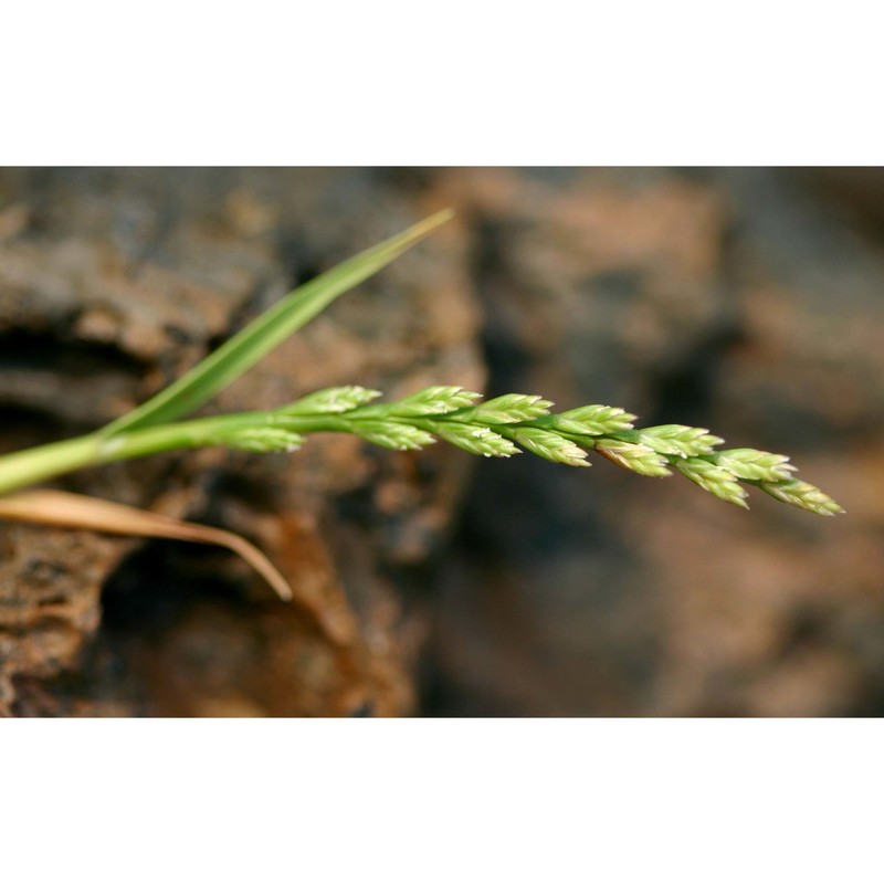 catapodium pauciflorum (merino) brullo, giusso, miniss. et spamp.