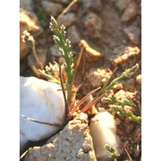 catapodium pauciflorum (merino) brullo, giusso, miniss. et spamp.