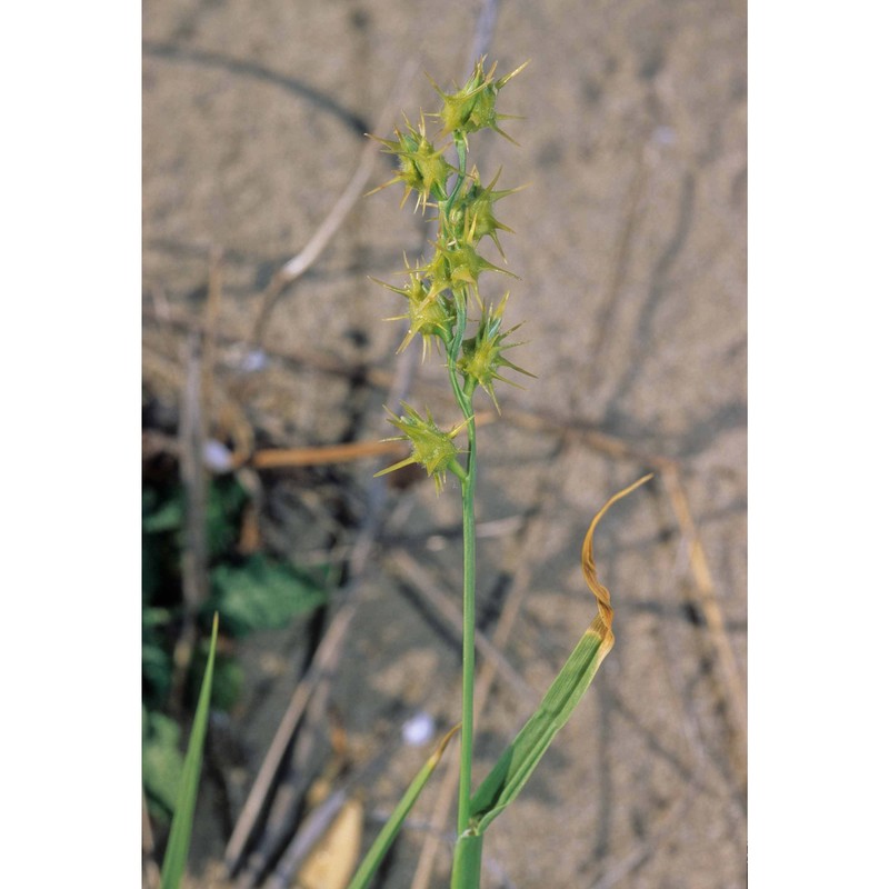 cenchrus incertus m. a. curtis