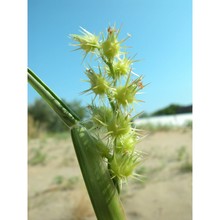 cenchrus longispinus (hack.) fernald