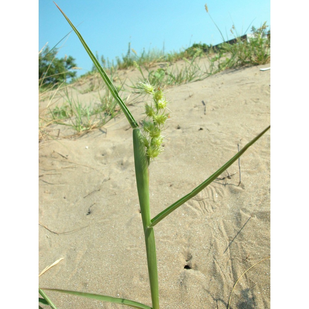 cenchrus longispinus (hack.) fernald