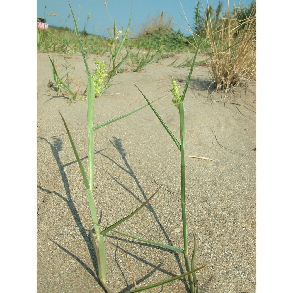 cenchrus longispinus (hack.) fernald