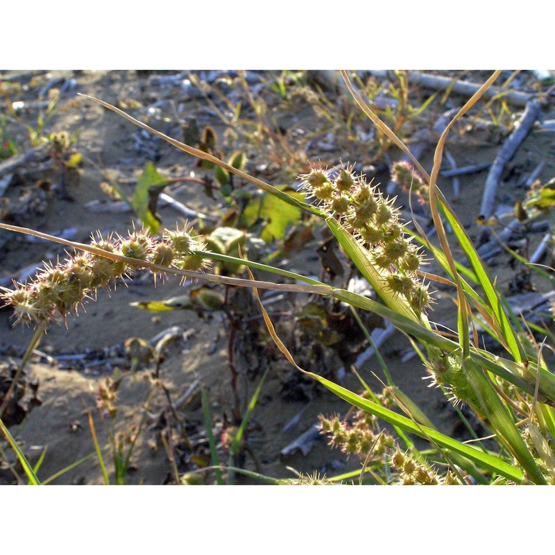 cenchrus longispinus (hack.) fernald