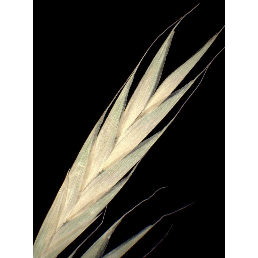 ceratochloa carinata (hook. et arn.) tutin