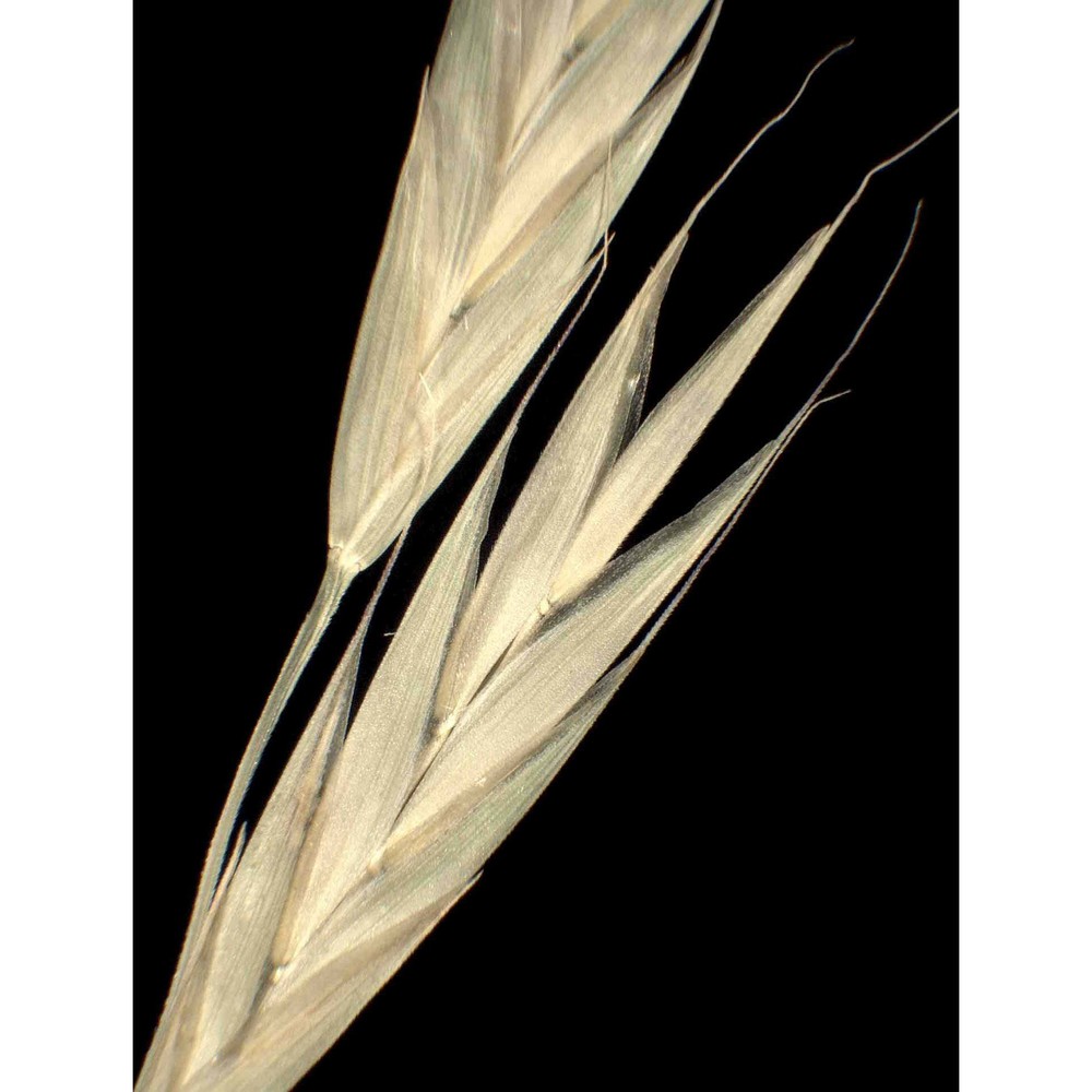 ceratochloa carinata (hook. et arn.) tutin