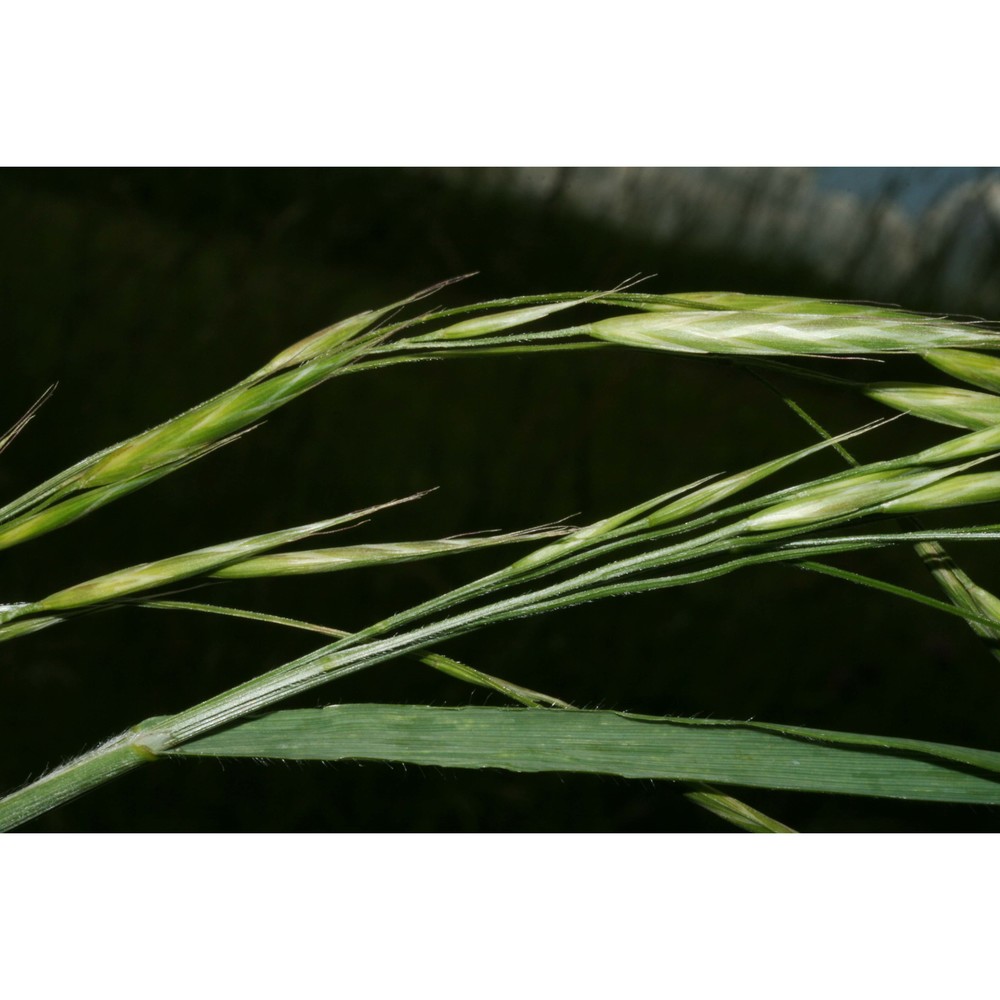 ceratochloa carinata (hook. et arn.) tutin