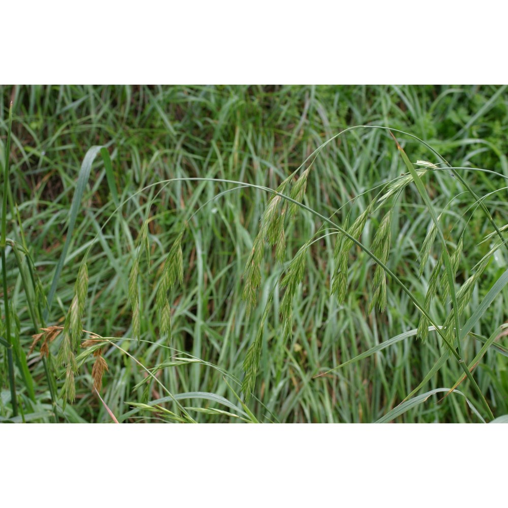 ceratochloa cathartica (vahl) herter