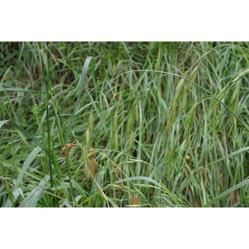 ceratochloa cathartica (vahl) herter