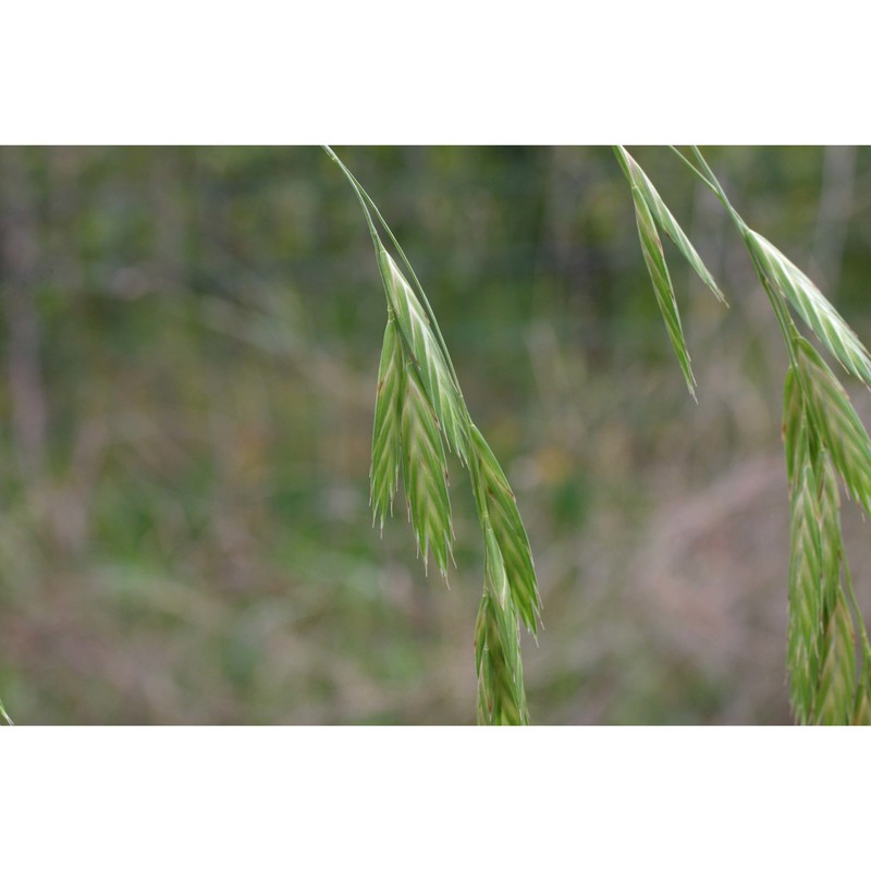 ceratochloa cathartica (vahl) herter