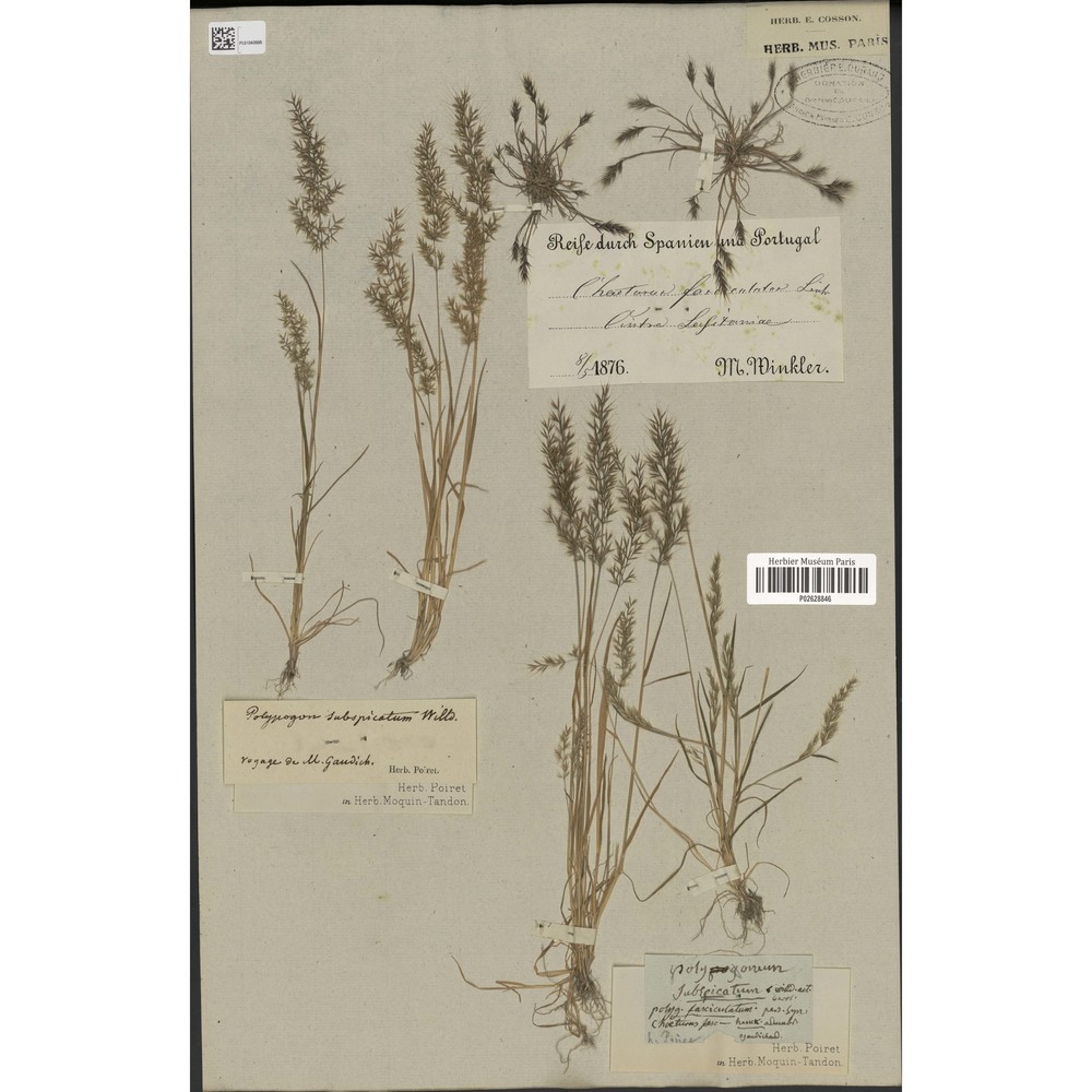 chaetopogon fasciculatus (link) hayek