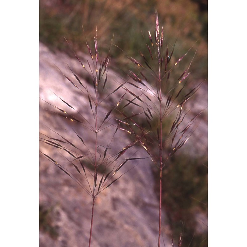 chrysopogon gryllus (l.) trin.