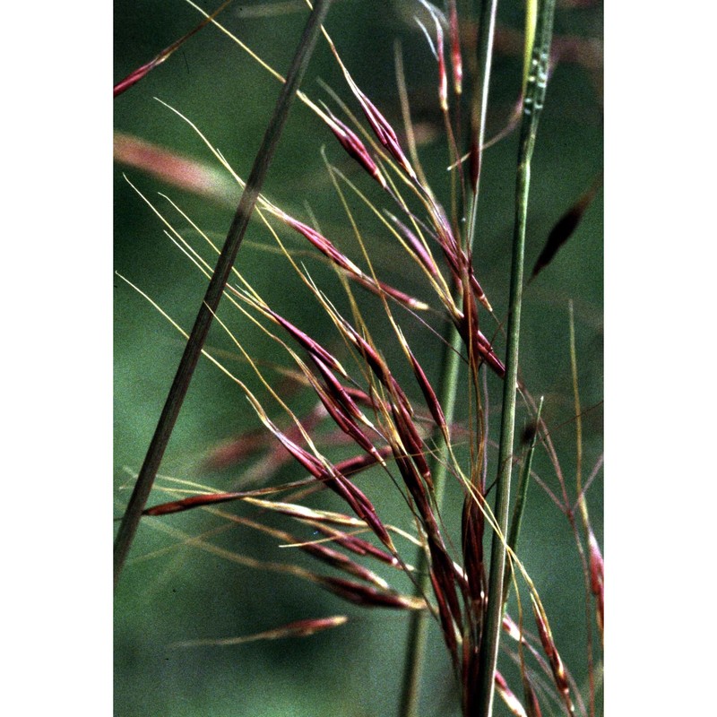 chrysopogon gryllus (l.) trin.