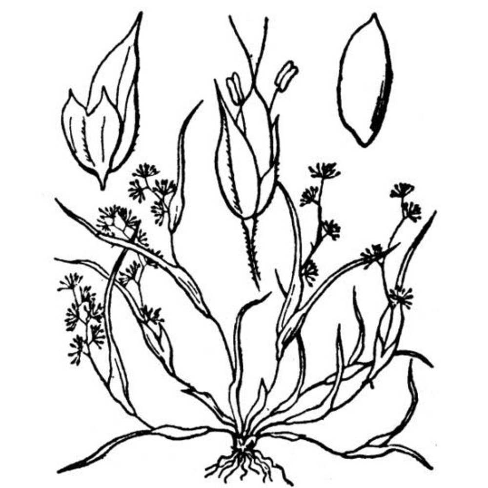 coleanthus subtilis (tratt.) seidel