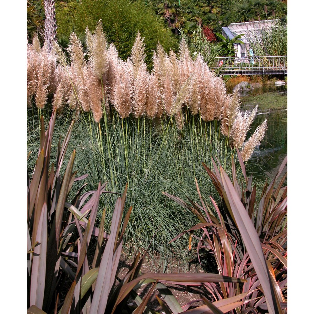 cortaderia selloana (schult. et schult. fil.) asch. et graebn.