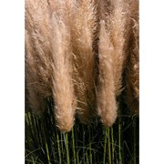 cortaderia selloana (schult. et schult. fil.) asch. et graebn.