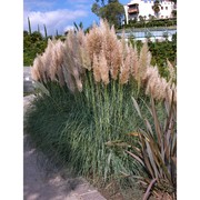 cortaderia selloana (schult. et schult. fil.) asch. et graebn.