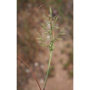 cutandia maritima (l.) barbey