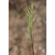 cutandia maritima (l.) barbey