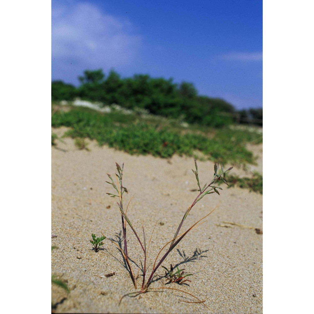 cutandia maritima (l.) barbey