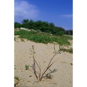 cutandia maritima (l.) barbey