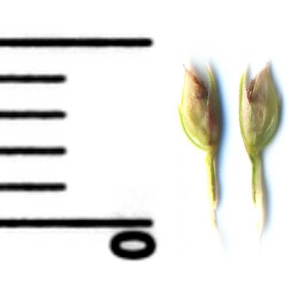 cynodon dactylon (l.) pers.