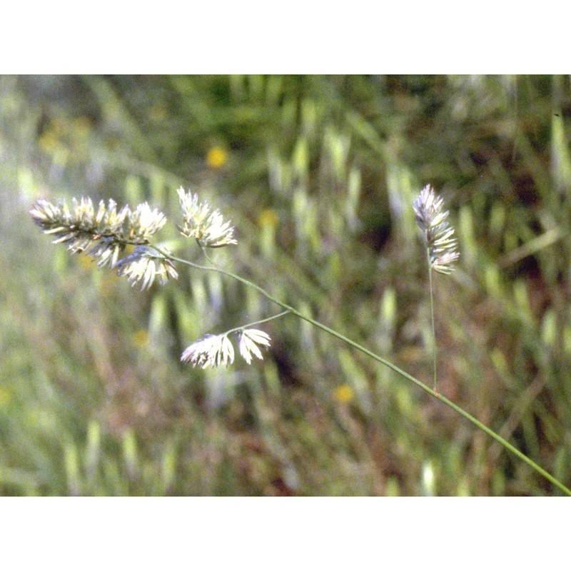 dactylis glomerata l.