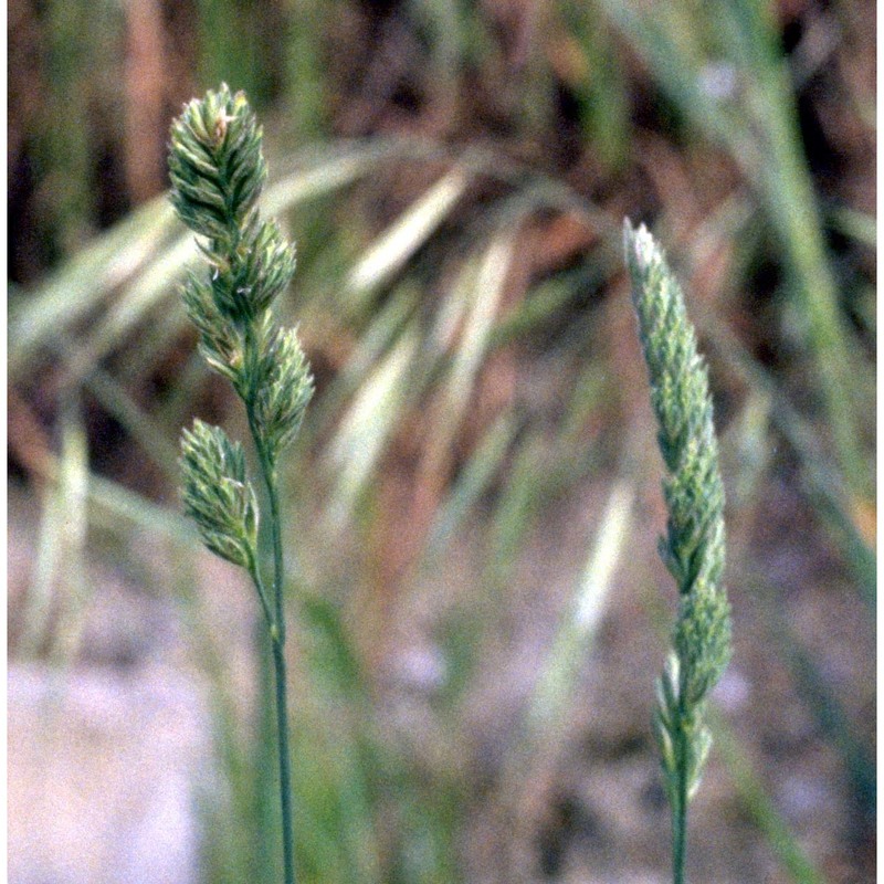 dactylis glomerata l.