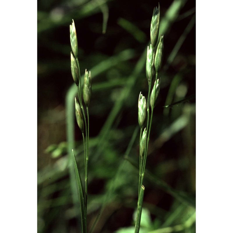 danthonia decumbens (l.) dc.