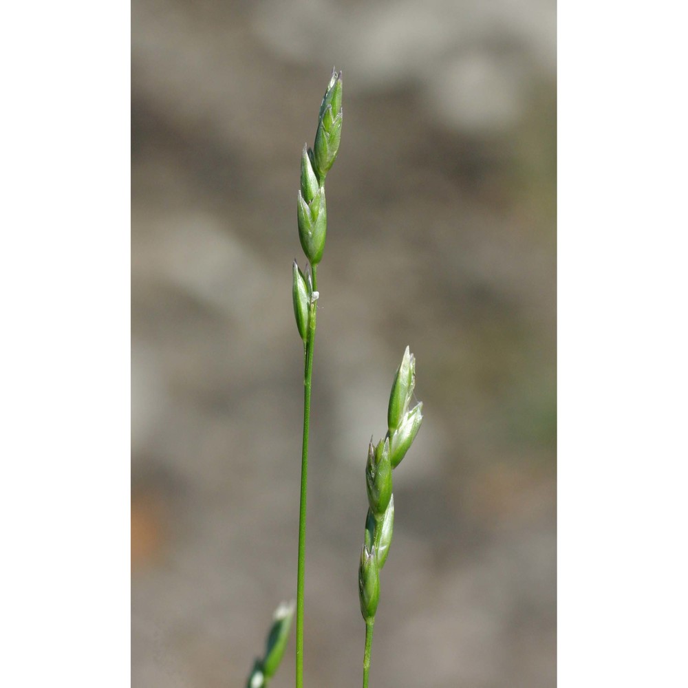 danthonia decumbens (l.) dc.