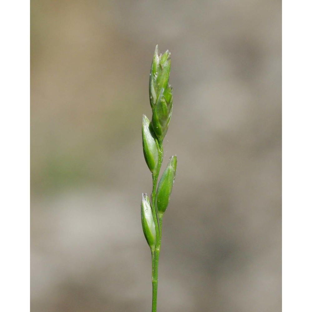 danthonia decumbens (l.) dc.