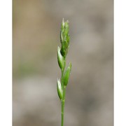 danthonia decumbens (l.) dc.