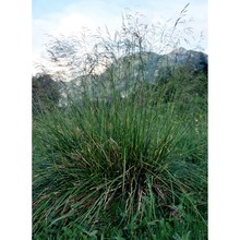 deschampsia cespitosa (l.) p. beauv.