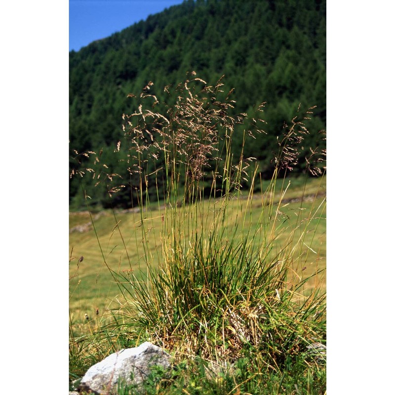 deschampsia cespitosa (l.) p. beauv.