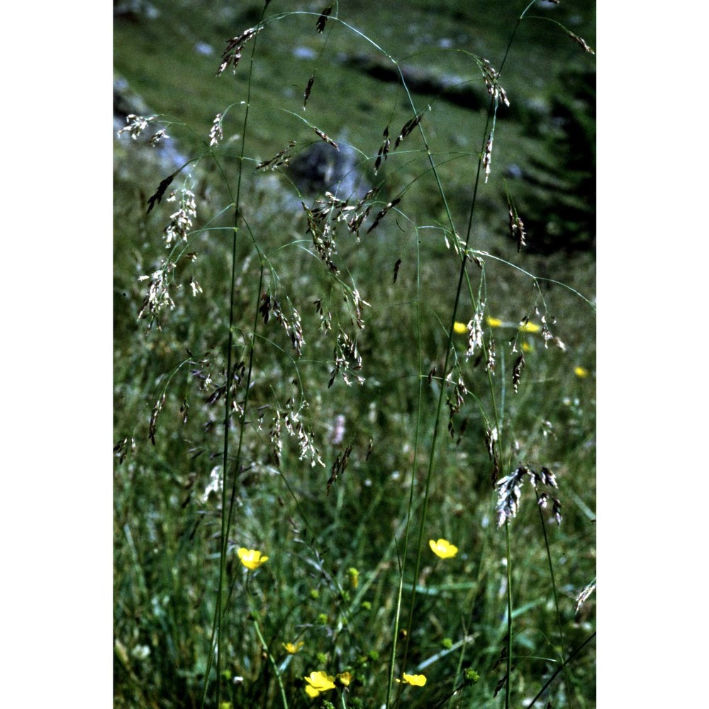 deschampsia cespitosa (l.) p. beauv.