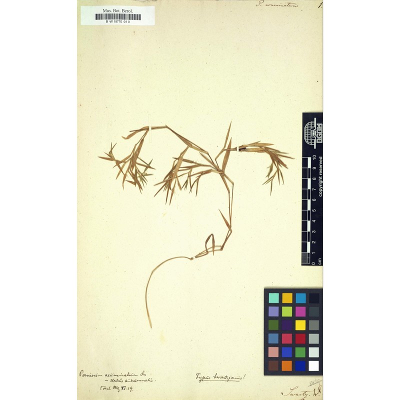 dichanthelium acuminatum (sw.) gould et c. a. clark subsp. implicatum (scribn. ex nash) freckman et lelong