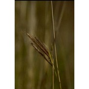 dichanthium annulatum (forssk.) stapf