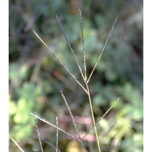 digitaria ciliaris (retz.) koeler