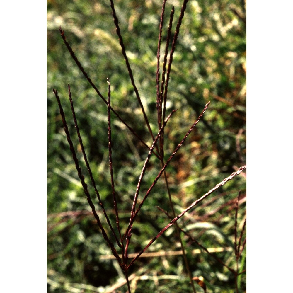 digitaria ischaemum (schreb.) muhl.