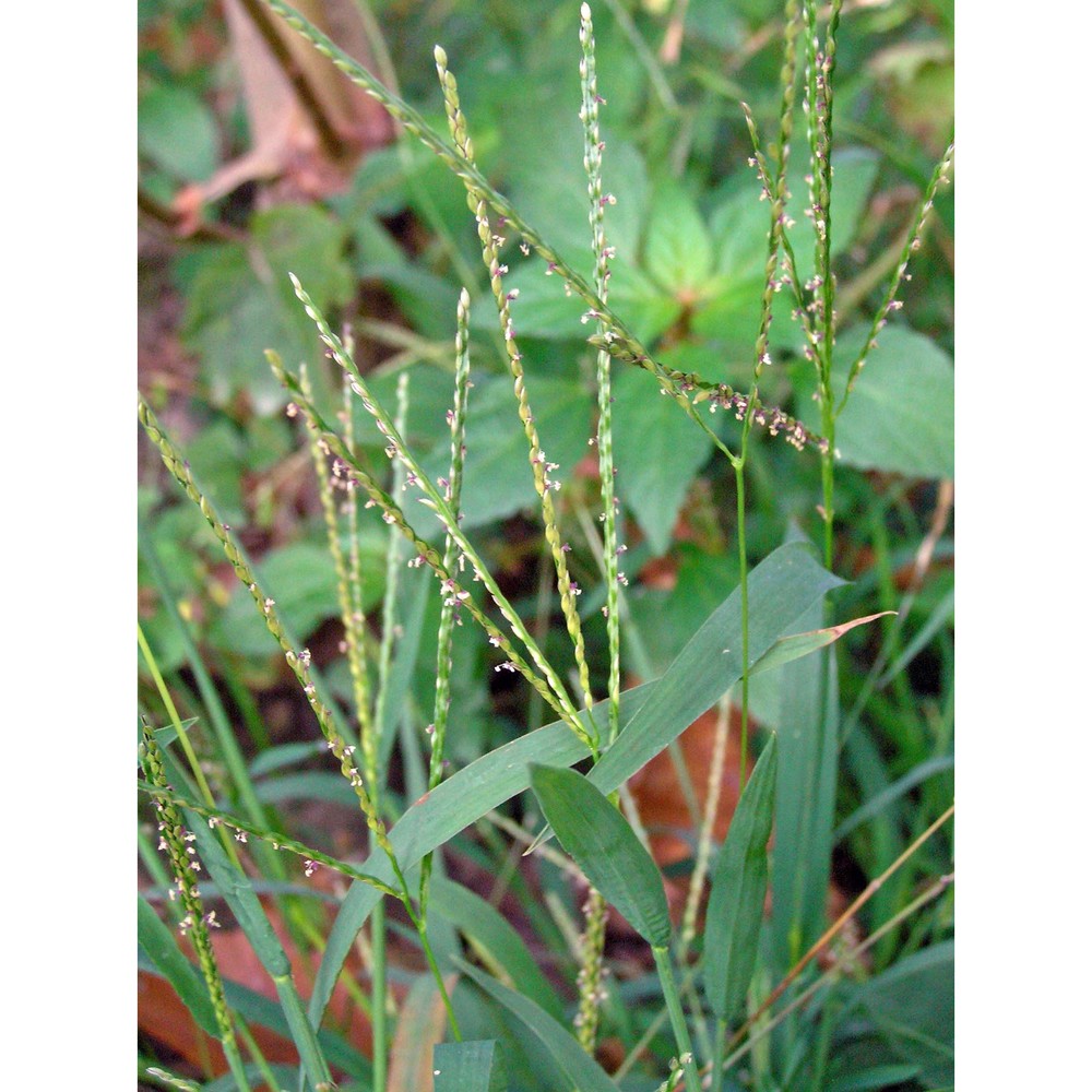 digitaria ischaemum (schreb.) muhl.