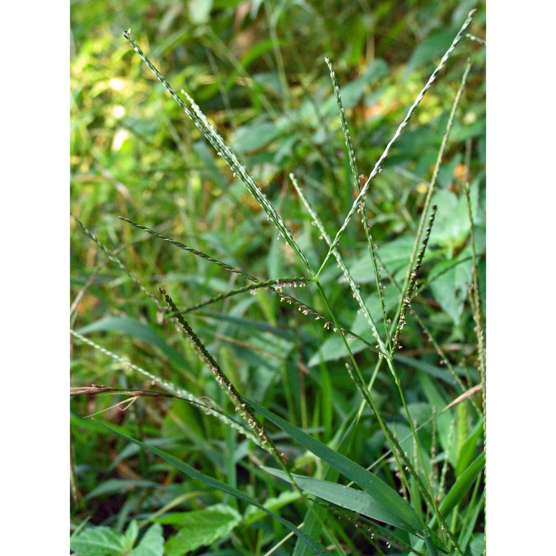 digitaria ischaemum (schreb.) muhl.