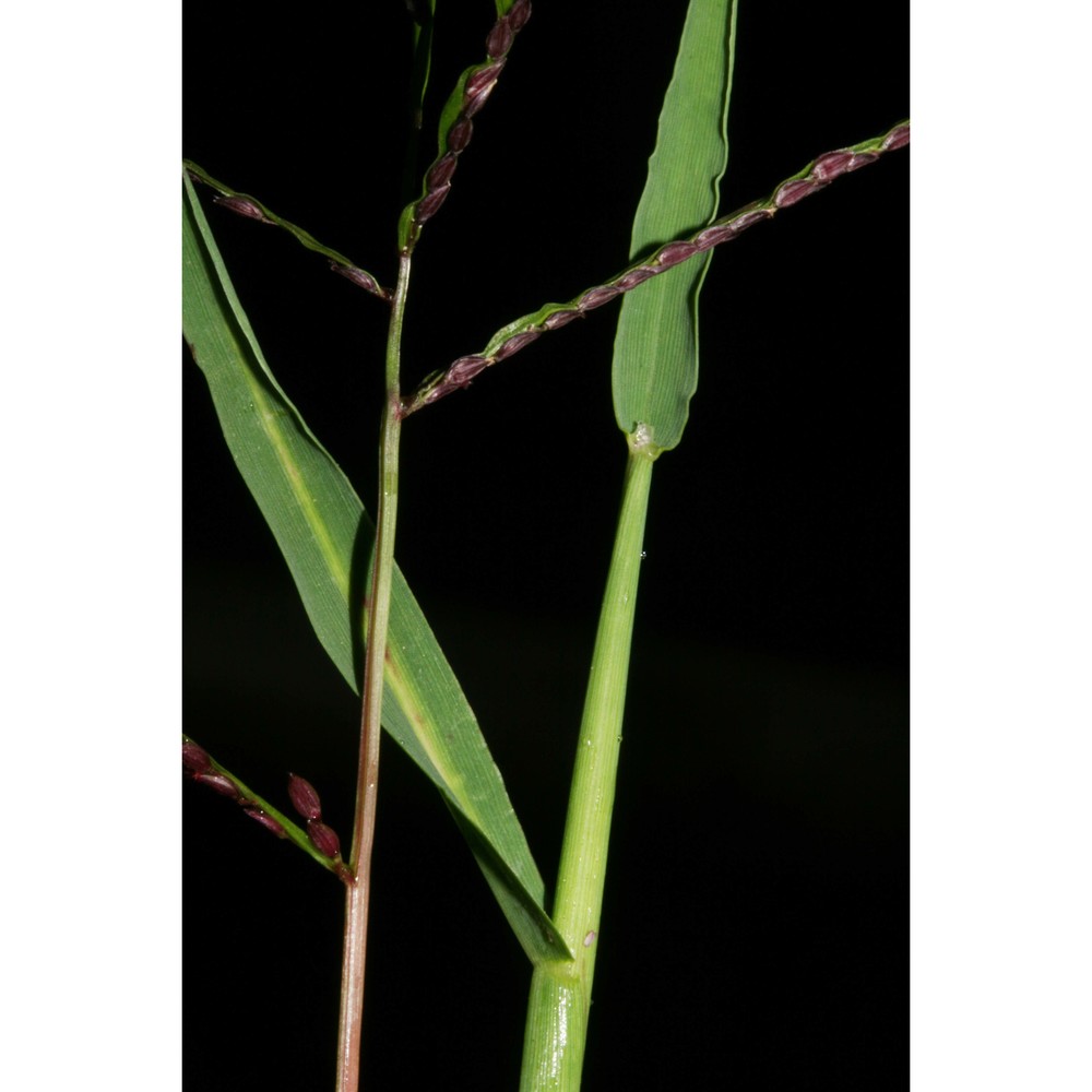 digitaria ischaemum (schreb.) muhl.