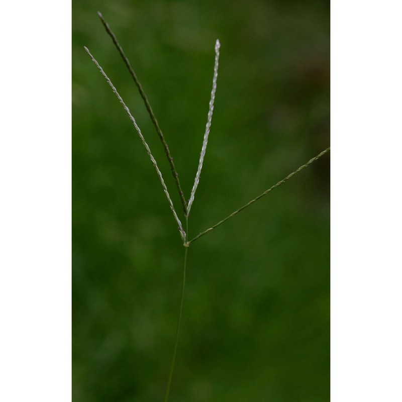 digitaria sanguinalis (l.) scop.