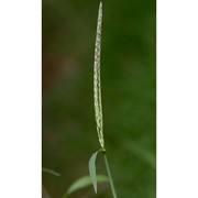 digitaria sanguinalis (l.) scop.