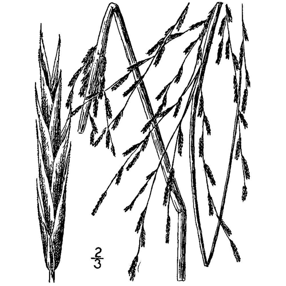 diplachne fusca (l.) p. beauv. ex roem. et schult.