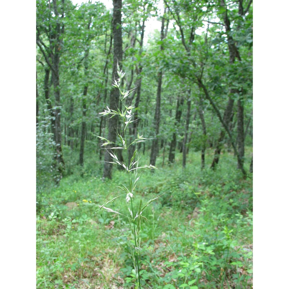 drymochloa drymeja (mert. et w. d.j. koch) holub