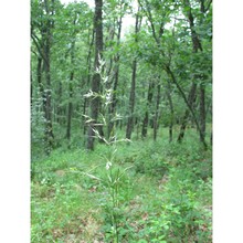 drymochloa drymeja (mert. et w. d.j. koch) holub