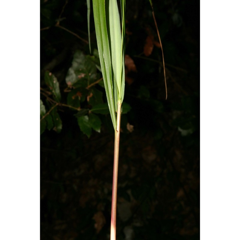 drymochloa drymeja (mert. et w. d.j. koch) holub