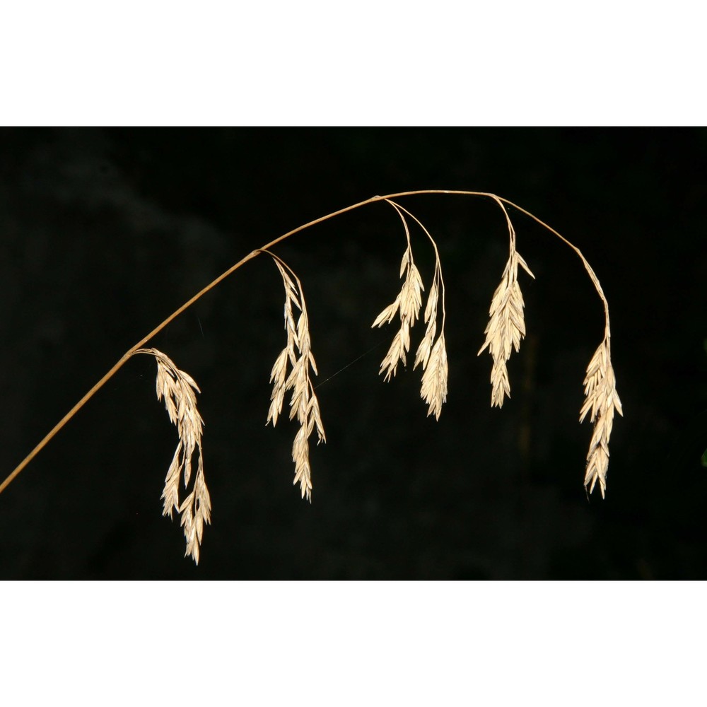 drymochloa drymeja (mert. et w. d.j. koch) holub